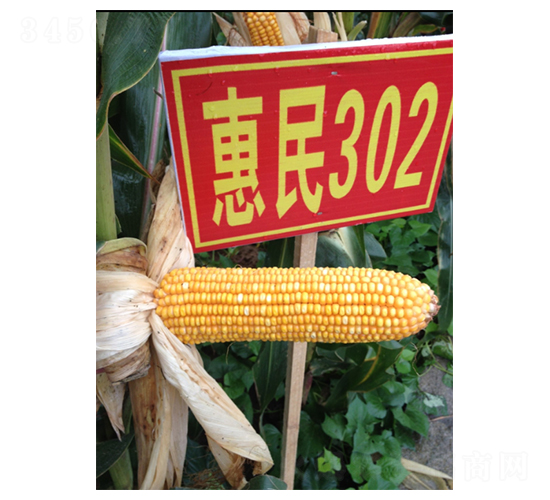 ����302-��������-����ũҵ