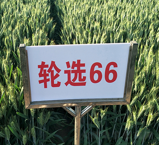 ��ѡ66-С������-������ҵ