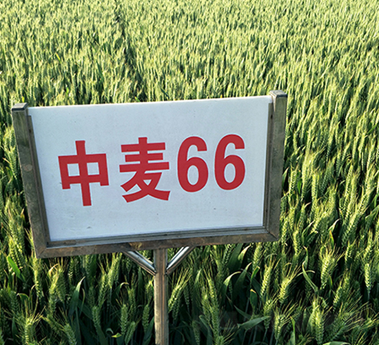 ����66-С������-������ҵ