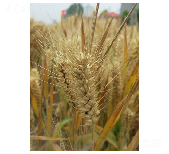 ����803-С������-������ҵ