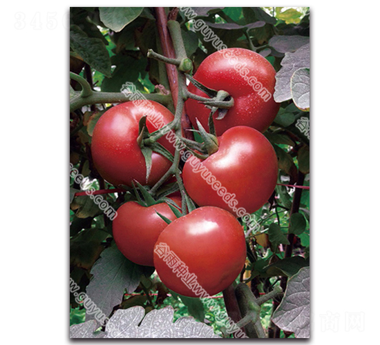 �ɺ����ŷ���-��������-������ҵ