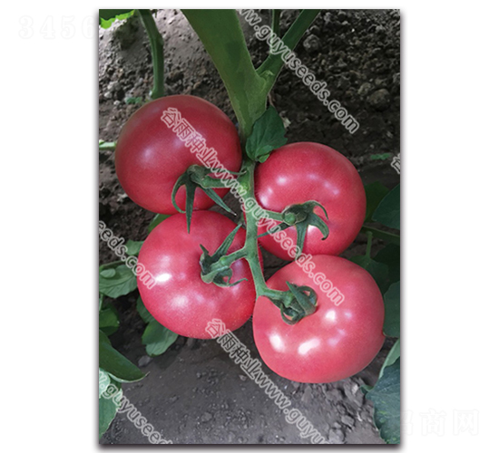 �����챦����-��������-������ҵ