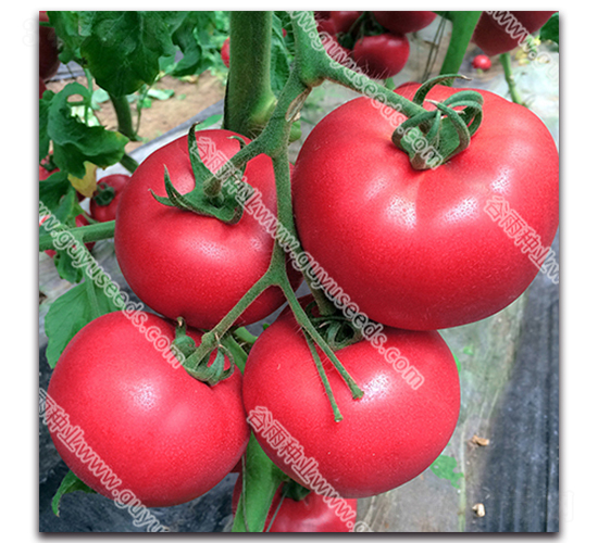 �����챦366-��������-������ҵ