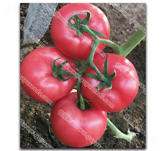 ����׿�۶���-��������-������ҵ
