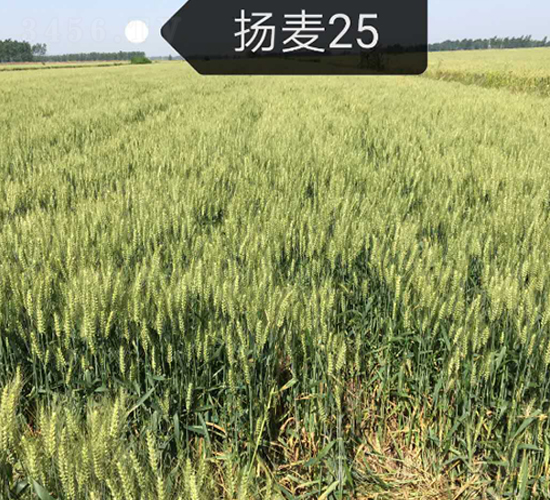 ����25-С������-ϲ����