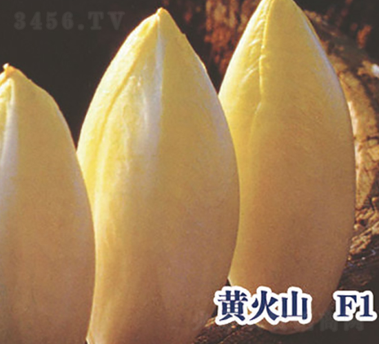 �ƻ�ɽF1-��������-ʥ���·�