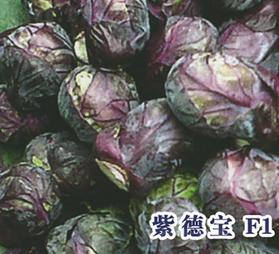 �ϵ±�F1-��������-ʥ���·�