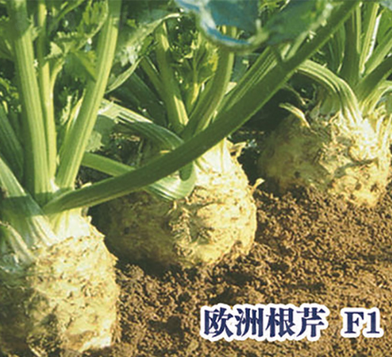 ŷ�޸���-�۲�����-ʥ���·�