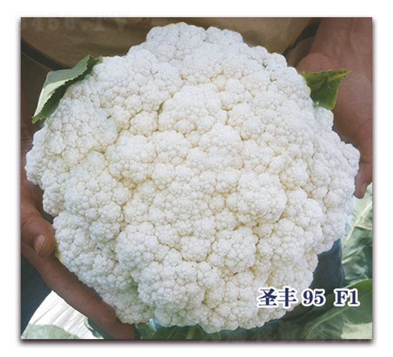 ʥ��95F1-�ɻ�������-ʥ���·�