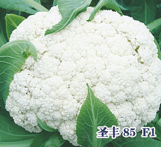 ʥ��85F1-�ɻ�������-ʥ���·�