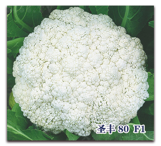 ʥ��80F1-�ɻ�������-ʥ���·�