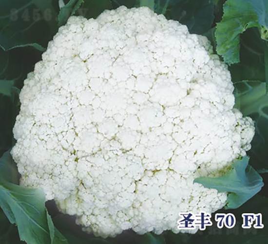 ʥ��70F1-�ɻ�������-ʥ���·�