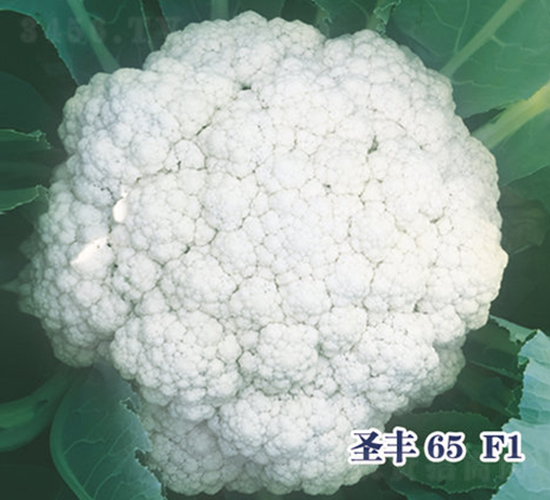 ʥ��65F1-�ɻ�������-ʥ���·�