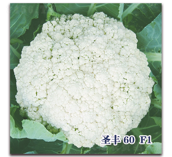 ʥ��60F1-�ɻ�������-ʥ���·�