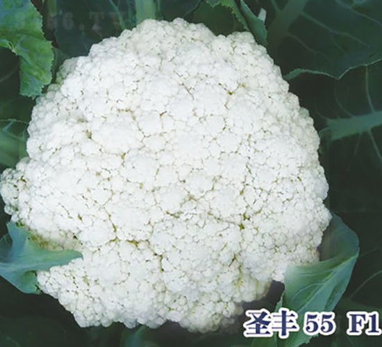 ʥ��55F1-�ɻ�������-ʥ���·�