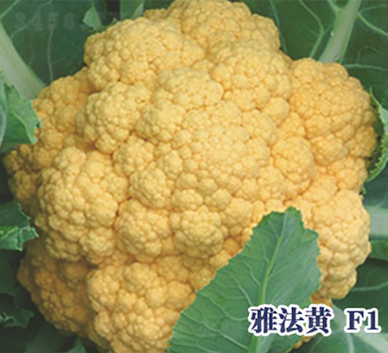 �ŷ���F1-��Ҭ������-ʥ���·�