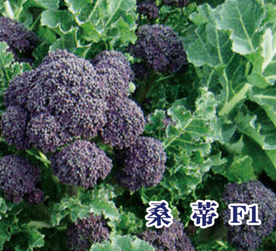ɣ��F1-����̦����-ʥ���·�