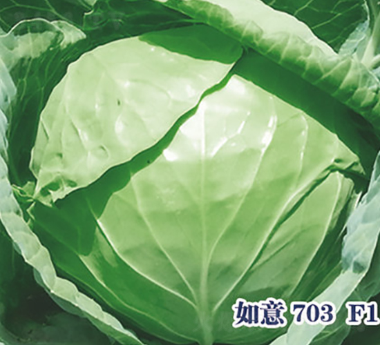 ����703F1-��������-ʥ���·�