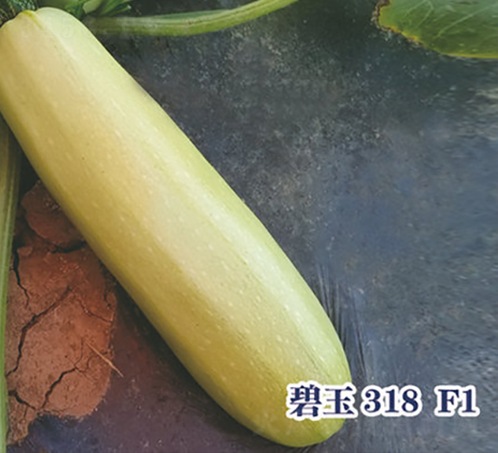 ����318F1-����«����-ʥ���·�