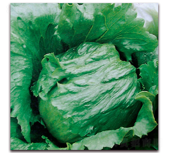 ��ʥ��1106��-��������-ʥ���·�