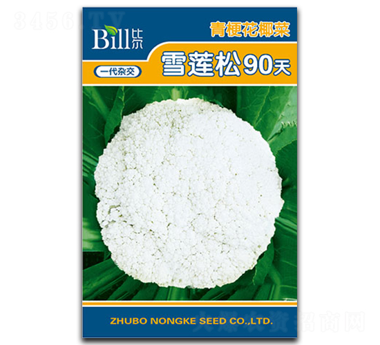 ѩ����90��-��Ҭ������-�ȶ�