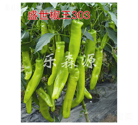 ʢ������303-��������-��ɭԴ