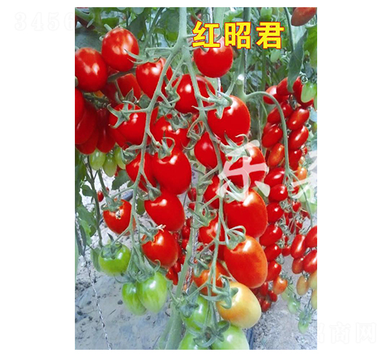 ���Ѿ�-ӣ�ҷ�������-��ɭԴ