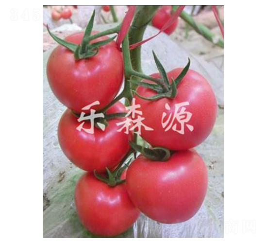 �ѷ�806-��������-��ɭԴ