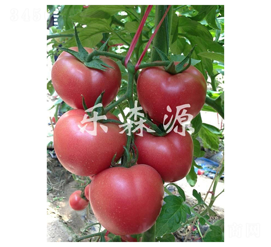 ��ʤ��101-��������-��ɭԴ