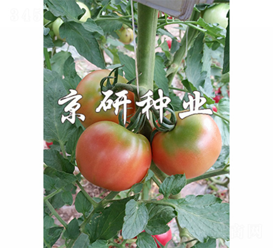 ����302-��������-����