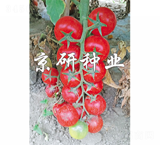 �����촮1��-��������-����