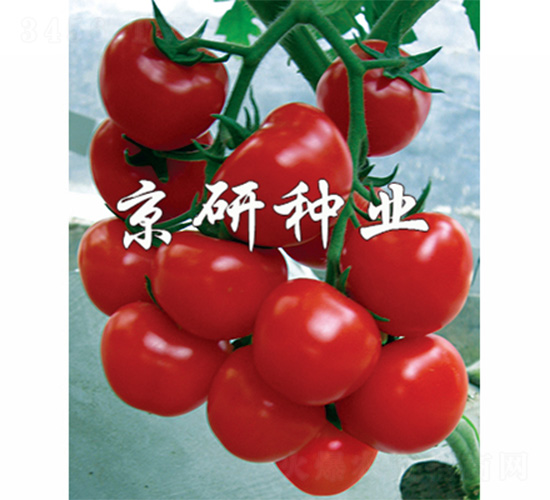 �챴��-��������-����