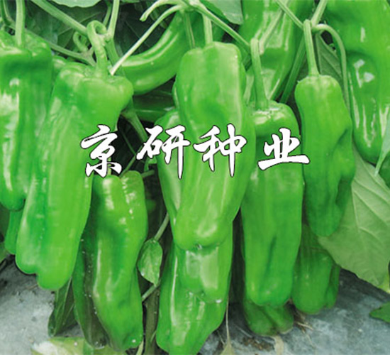 ����519-��������-����