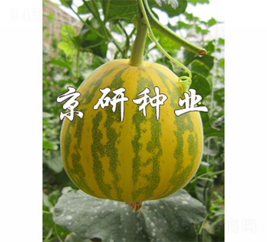����826-3-�������-����