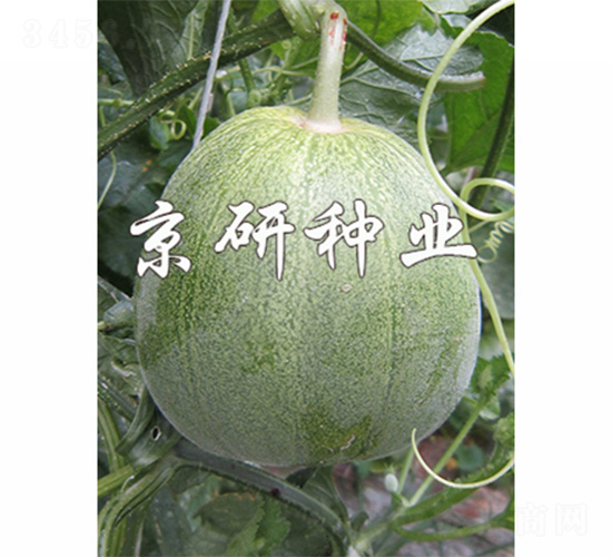 ����848-2-�������-����