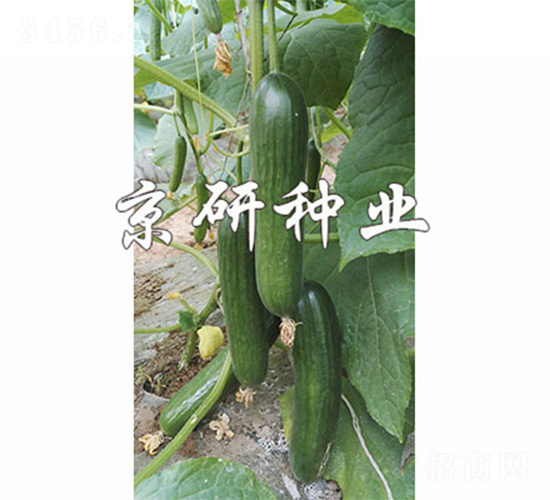 �̾���10��-�ƹ�����-����