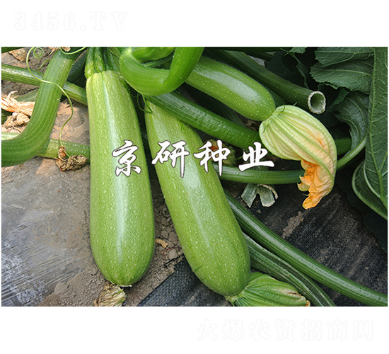 ����11��-����«����-����