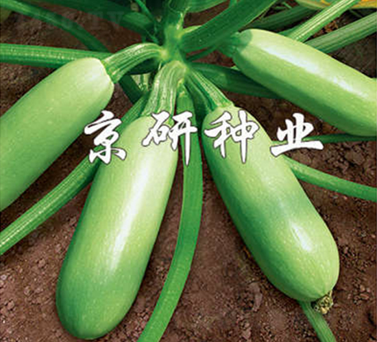 ��Ө-����«����-����