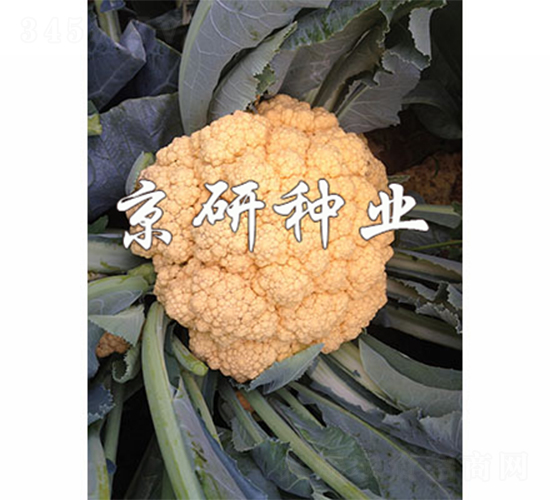 �Ȼ�1��-��Ҭ������-����