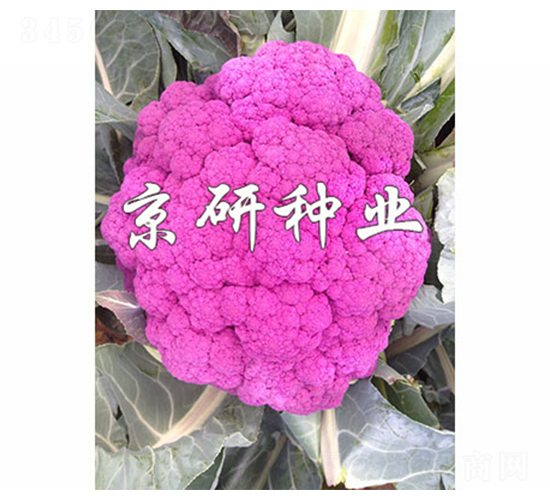 �ϻ�1��-��Ҭ������-����