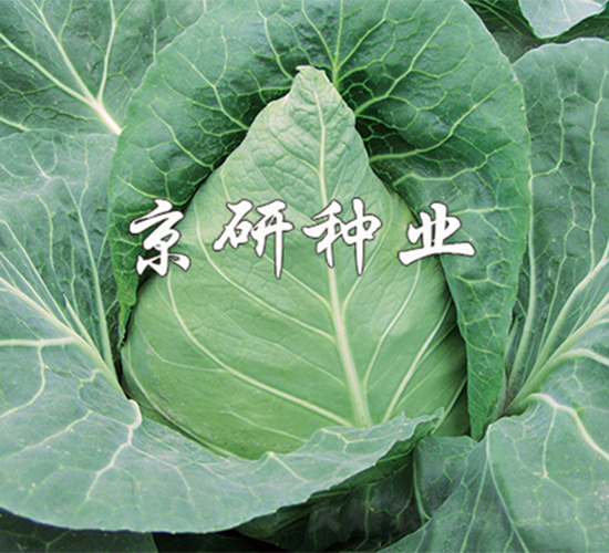 ţ��1��-��������-����