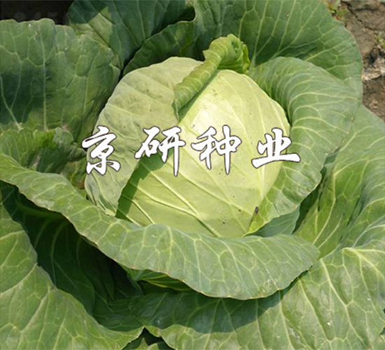 ����161-��������-����