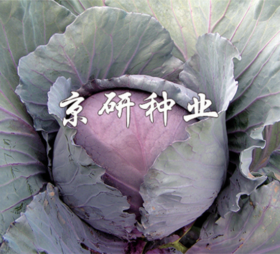 �ϸ�2��-��������-����