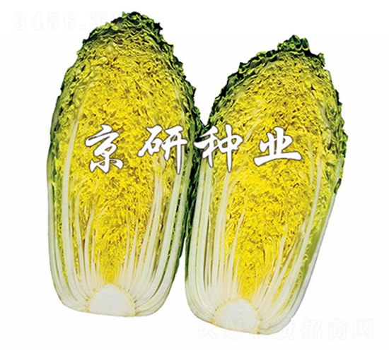 ������2��-���޲�����-����