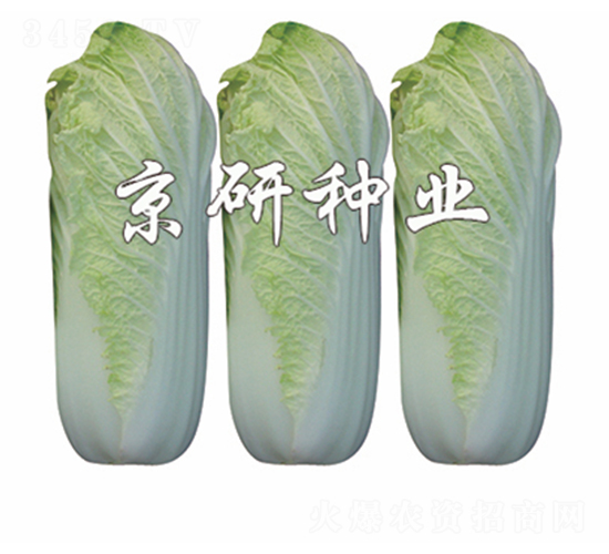 ����-���޲�����-����