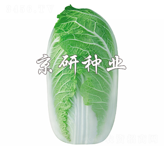 ����-���޲�����-����