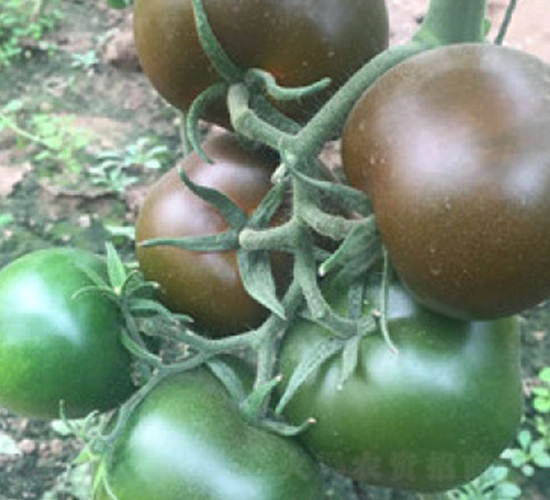 ��ש-��������-������ҵ