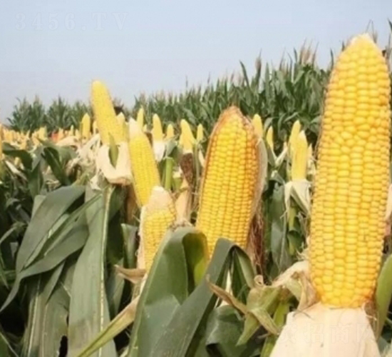 ����114-��������-��ũ��