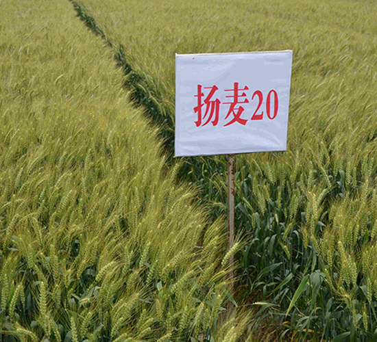 ����20-С������-��ũ��