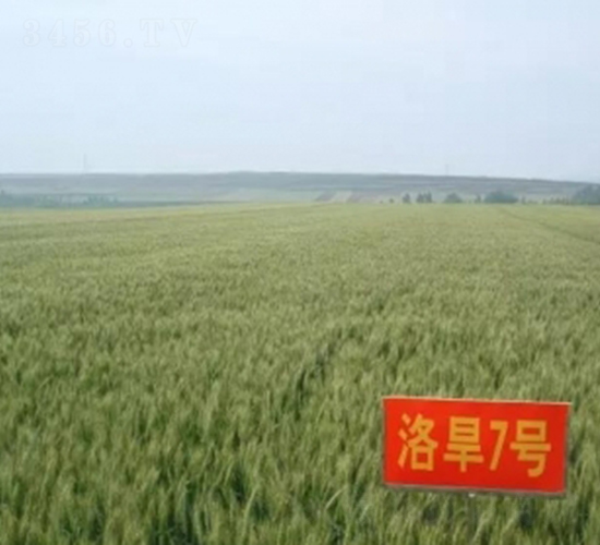 �庵7��-С������-��ũ��